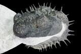 Bargain, Spiny, Enrolled Drotops Armatus Trilobite - long #105436-2